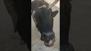 Gau Mata ko Roti De Gau Mata Mein 33 karod Devi Devta Nivas Karte Hain Jay Balaji Maharaj🍪🐂🕉️🦧💥🚩🙏🏻👈 [upl. by Avilla]