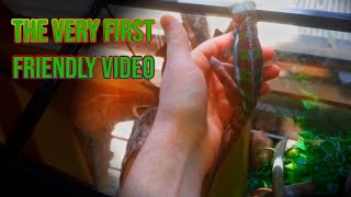 The very first video of my famous chameleon [upl. by Aneda995]