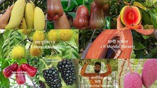 all fruit plant nursery West Bengal chakla [upl. by Barnebas]