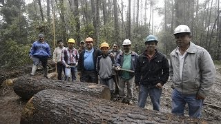 HÁBITAT 8  Manejo Forestal Comunitario [upl. by Alyehs543]