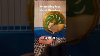 Fun fact  Hamsters The Secret of Expandable Cheek Pouches  funfact aishorts hamsterfacts [upl. by Phillane]