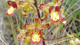 cyrtopodium poecilum como vc nunca viu diversidade de cores 🥰🫠🍀🙏orquídeas natureza plantas [upl. by Jaime208]