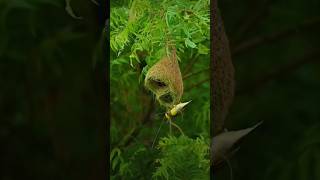 Penduline tit 🐦birds amazingfacts animals smartbird [upl. by Oruam]