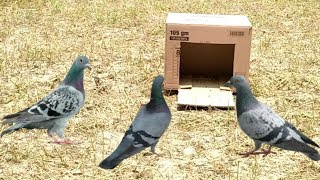 Easy Bird Trap – Simple DIY Amazing Bird Trap by Using Cardboard Box [upl. by Wiskind]