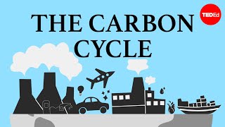 The carbon cycle  Nathaniel Manning [upl. by Mosi892]