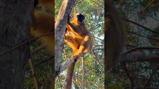 Why Lemurs Can Be Only Found In Madagascar [upl. by Ennairod]