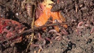 ‘Gold for the garden’ San Antonio Composting Project takes off thanks to Alamodome [upl. by Fries806]