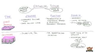 Epithelial Tissues [upl. by Barr561]