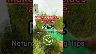 Make herbicide at home shortvideo plants youtubeshorts farming viralvideo video foryou [upl. by Eninaej]