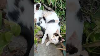 Cute CAT Video [upl. by Srini909]