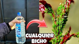 Esto es 100 veces  EFECTIVO que otros insecticidas caseros para PLANTAS Con vinagre y Sin ajo [upl. by Nyladnek]