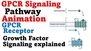 G protein signaling pathway  GPCR cell signaling [upl. by Eilrebma759]