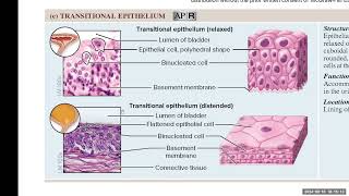 Day 6 BIO 210 700 Lecture FA2024 Tissues Part 2 [upl. by Lion]