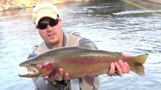 Truckee River Fly Fishing  Big Bow Midgen [upl. by Ocinom122]