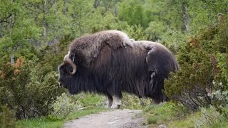 Moschusochsen im Nationalpark DovrefjellSunndalsfjella von Andreas Reisböck [upl. by Claudette]