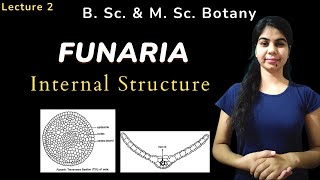 FUNARIA  Internal Structure  in Hindi  Botany  B Sc amp M Sc [upl. by Macintosh900]