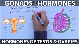 Gonads and Hormones [upl. by Gorrian]