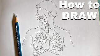 Respiratory System And Lungs Anatomy [upl. by Sussna]