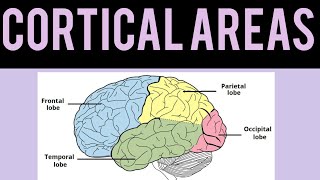 Cortical Areas of BrainFrontal lobe Easy and Quick Explaination [upl. by Maggy700]