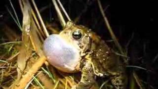 American toad Bufo americanus calling [upl. by Yecad206]