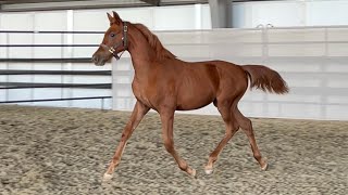 Up in Flames CCE  2024 KWPNNA filly by Nox [upl. by Furr]