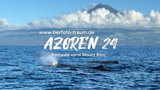 AZOREN24 Wale Delfine Schildkröten  Pico Azoren [upl. by Elmaleh]