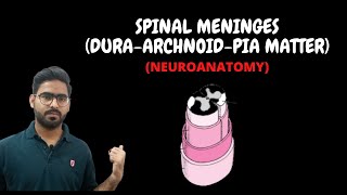 SPINAL CORD MENINGES ANATOMY  SPINAL CORD NEUROANATOMY PART 1 [upl. by Austreng]