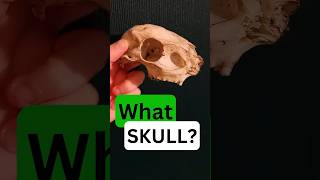 Whos SKULL was this mammals nature wildlife [upl. by Alleunamme]