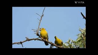 Birds of Delhi  Yellowfooted Green Pigeon [upl. by Dinsmore944]