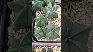 ランポー玉 Astrophytum myriostigma 2024 10 19 ＃shorts [upl. by Nitsyrk]