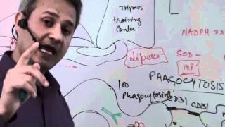 Immunology Macrophage Lecture 5 Part 610 [upl. by Dimond]