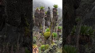 Rwenzori Mountains Mountains of the Moon Uganda [upl. by Parsifal]