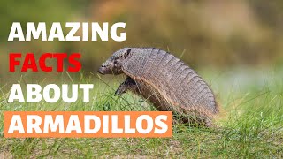 30 Amazing Facts About Armadillos [upl. by Ehav]