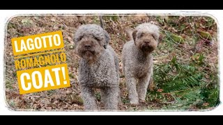 Lagotto Romagnolo coat and care [upl. by Adnuhser483]