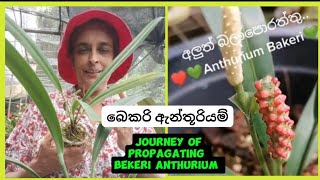 බෙකරි ඇන්තූරියම් හඳුනා ගනිමු Journey of propagating Anthurium Bekeri 🌿anthurium plantsflowers [upl. by Kirwin]