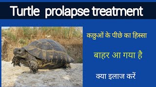 कछुआ के पीछे का हिस्सा बार क्यों आ जाता है बाहर आ गया तो क्या करे Prolapse in turtle Treatment [upl. by Romanas772]