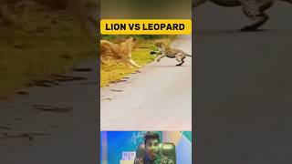 Lion Attacked Leopard on Road shorts [upl. by Solracsiul444]