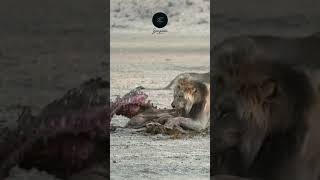 Lion Feasts on Gemsbok Carcass A Powerful Scene from the Kalahari Desert safariadventure wildlife [upl. by Eloccin]