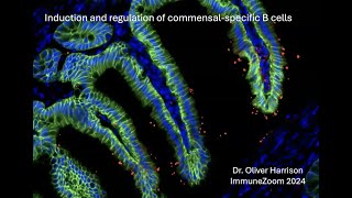 Identifying commensal specific B cells using phage display and B cell tetramers [upl. by Abita459]