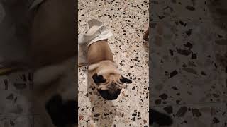 Carlino asciugamano carlino puglife funny pets pug puglove [upl. by Johnath]