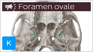 Foramen ovale  Anatomical Terms Pronunciation by Kenhub [upl. by Naelopan]