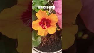 Hibiscus dwarf garden mix calar outdoor Youtube short viral fever indianyoutuber [upl. by Yrolg]