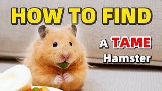 How To Choose A Healthy and Tame Hamster [upl. by Obbard]