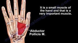 Anatomy Of The Adductor Pollicis Muscle  Everything You Need To Know  Dr Nabil Ebraheim [upl. by Naitsihc]