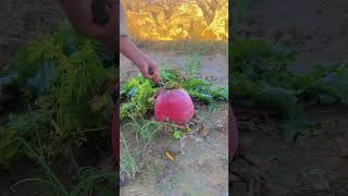 The process of pulling giant radish [upl. by Oniram]