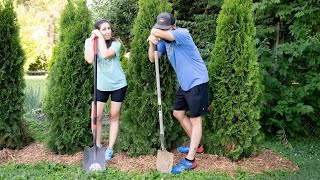 Adding some privacy to the backyard We BOUGHT AND PLANTED 6 Emerald Green Arborvitaes [upl. by Felicdad809]