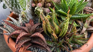 Cacti and Aloe Arrangement in a large terracotta planter  Leaf and Designs [upl. by Nnylarat584]