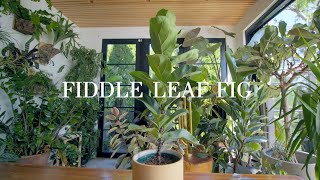 The Fiddle Leaf Fig EVERYTHING you need to know about care [upl. by Atter]