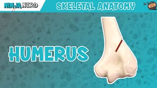 Humerus Anatomy [upl. by Birdella]