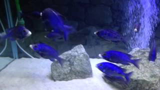 Placidochromis Phenochilus Mdoka White Lips African cichlids [upl. by Yedrahs]